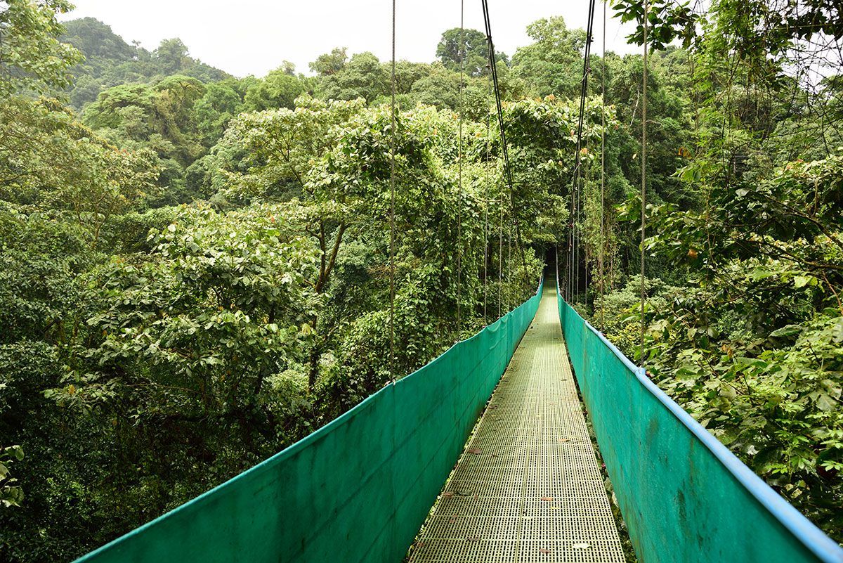 A green suspension bridge leads into a forest canopy