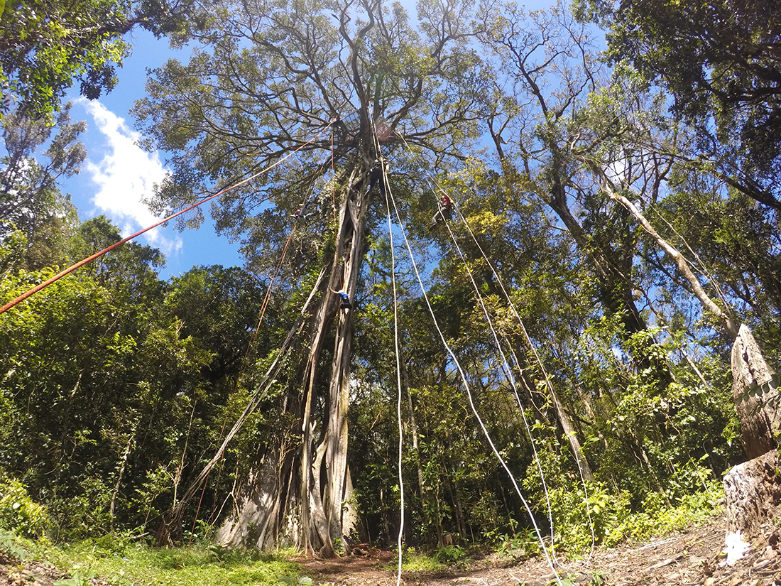 Treetop Climbing Monteverde Costa Rica