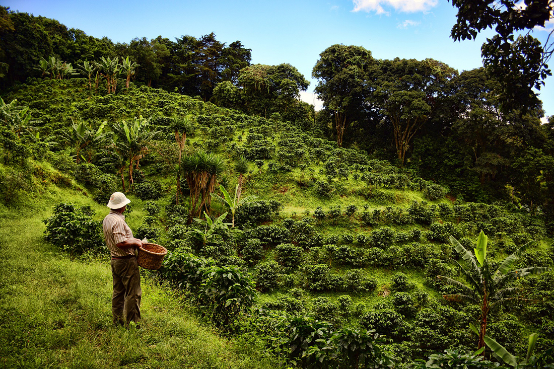 Coffee Experiences in Monteverde Costa Rica